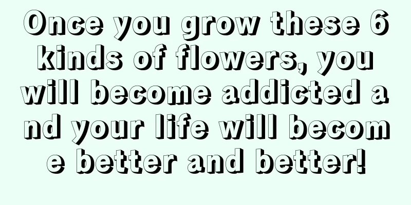 Once you grow these 6 kinds of flowers, you will become addicted and your life will become better and better!