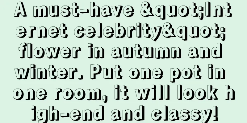 A must-have "Internet celebrity" flower in autumn and winter. Put one pot in one room, it will look high-end and classy!