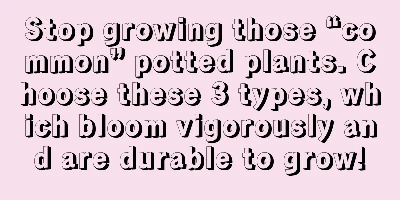 Stop growing those “common” potted plants. Choose these 3 types, which bloom vigorously and are durable to grow!