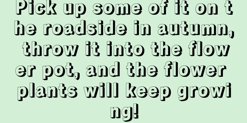 Pick up some of it on the roadside in autumn, throw it into the flower pot, and the flower plants will keep growing!