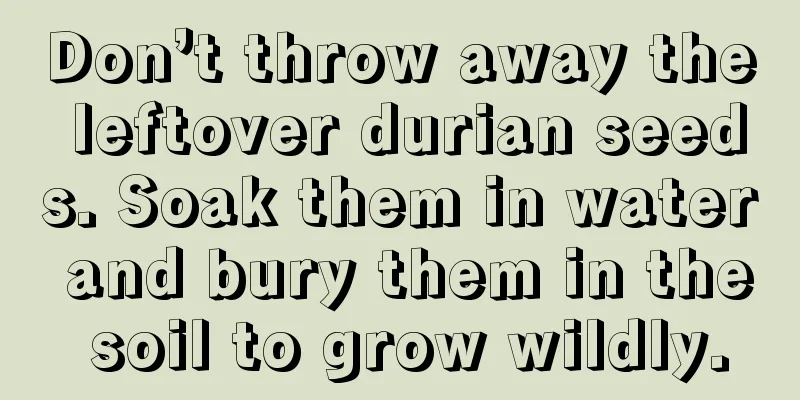 Don’t throw away the leftover durian seeds. Soak them in water and bury them in the soil to grow wildly.