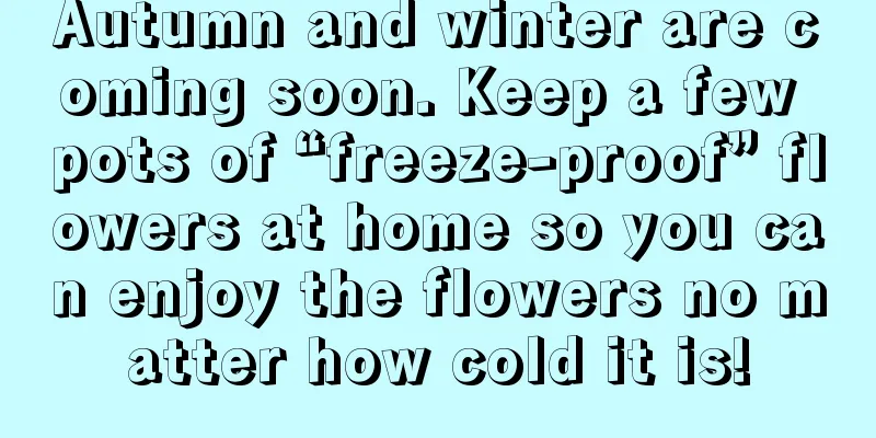 Autumn and winter are coming soon. Keep a few pots of “freeze-proof” flowers at home so you can enjoy the flowers no matter how cold it is!