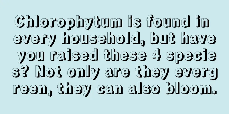 Chlorophytum is found in every household, but have you raised these 4 species? Not only are they evergreen, they can also bloom.