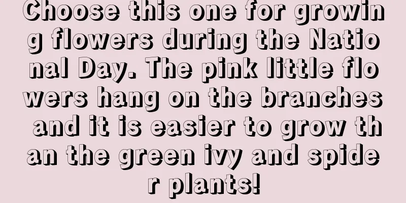 Choose this one for growing flowers during the National Day. The pink little flowers hang on the branches and it is easier to grow than the green ivy and spider plants!