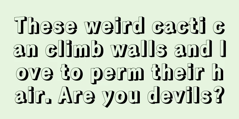 These weird cacti can climb walls and love to perm their hair. Are you devils?