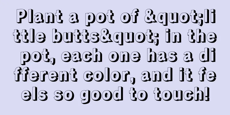 Plant a pot of "little butts" in the pot, each one has a different color, and it feels so good to touch!