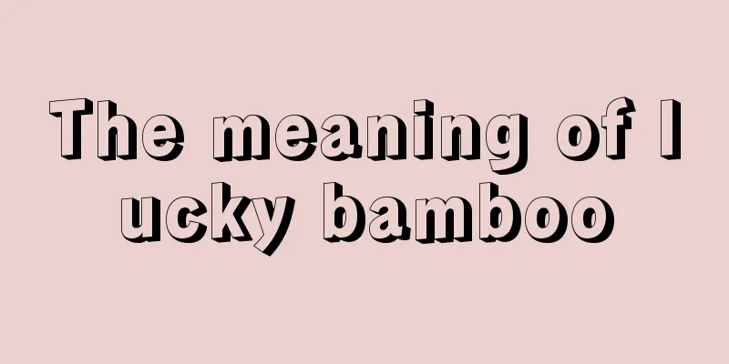 The meaning of lucky bamboo