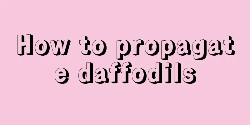 How to propagate daffodils