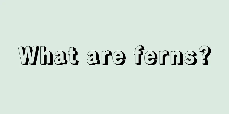 What are ferns?