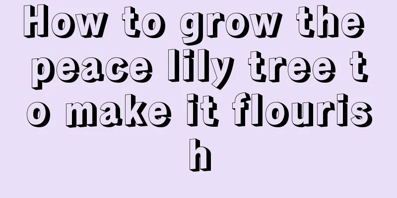 How to grow the peace lily tree to make it flourish