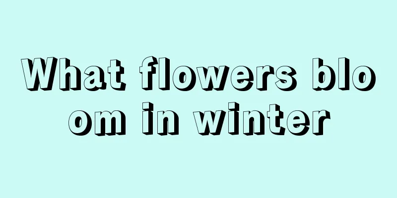 What flowers bloom in winter