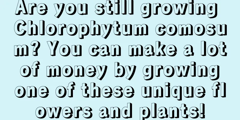 Are you still growing Chlorophytum comosum? You can make a lot of money by growing one of these unique flowers and plants!