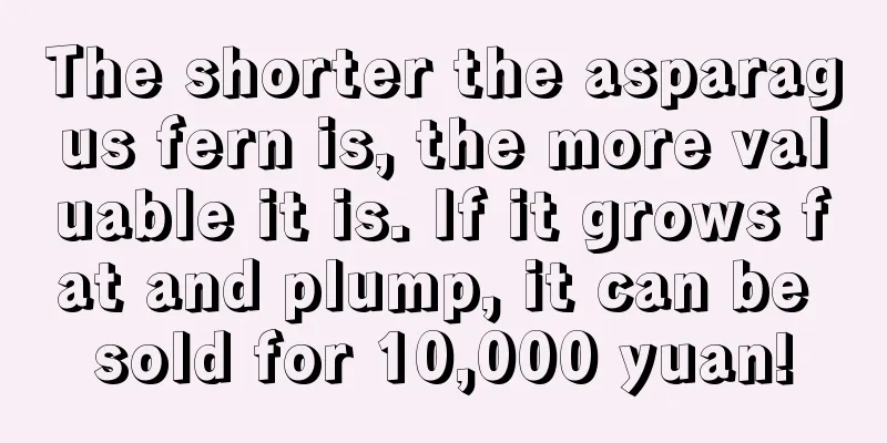 The shorter the asparagus fern is, the more valuable it is. If it grows fat and plump, it can be sold for 10,000 yuan!