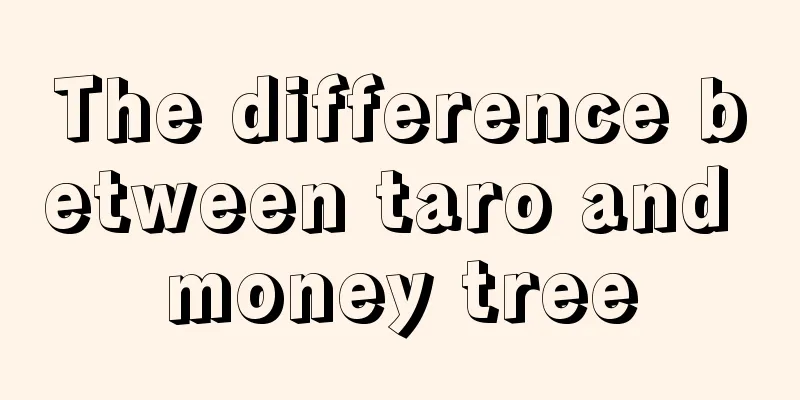 The difference between taro and money tree