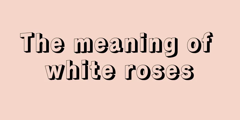 The meaning of white roses