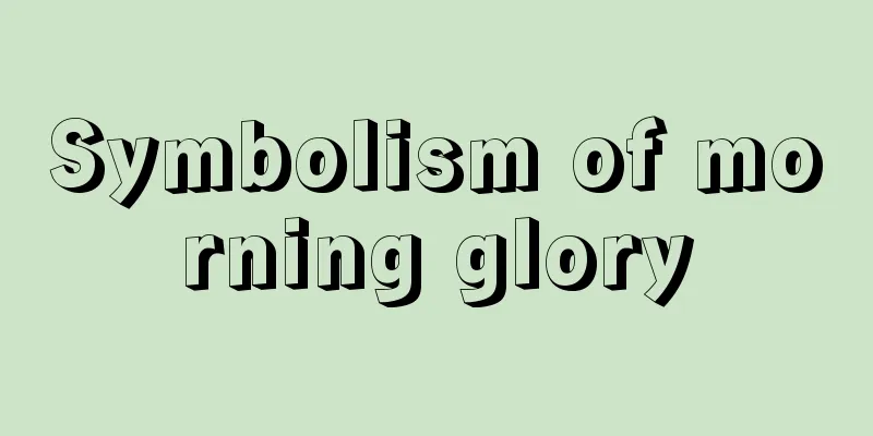 Symbolism of morning glory