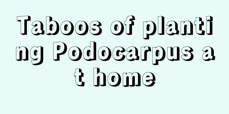 Taboos of planting Podocarpus at home