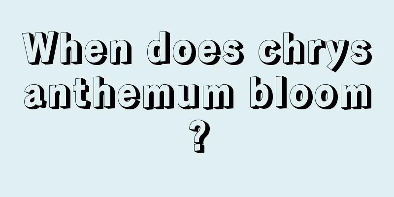 When does chrysanthemum bloom?