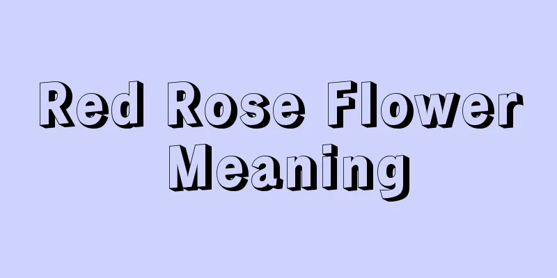 Red Rose Flower Meaning