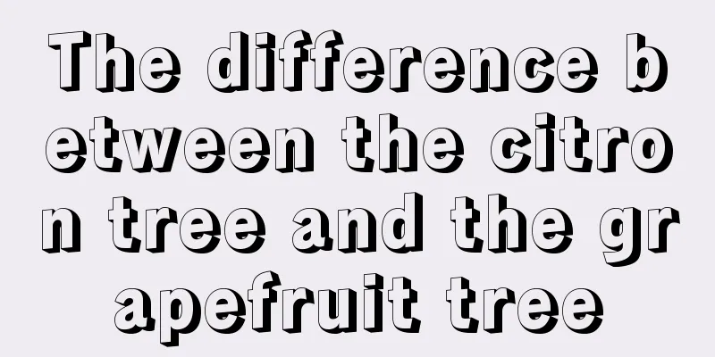 The difference between the citron tree and the grapefruit tree