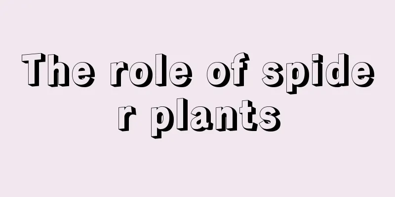 The role of spider plants