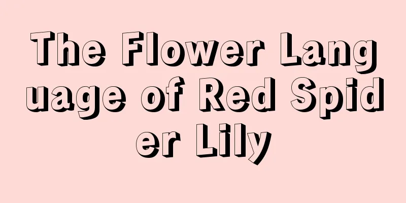 The Flower Language of Red Spider Lily