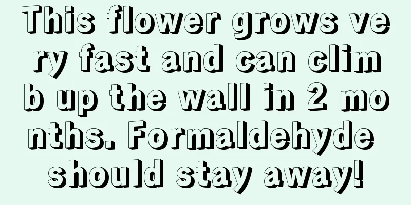 This flower grows very fast and can climb up the wall in 2 months. Formaldehyde should stay away!