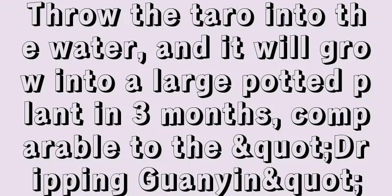 Throw the taro into the water, and it will grow into a large potted plant in 3 months, comparable to the "Dripping Guanyin"