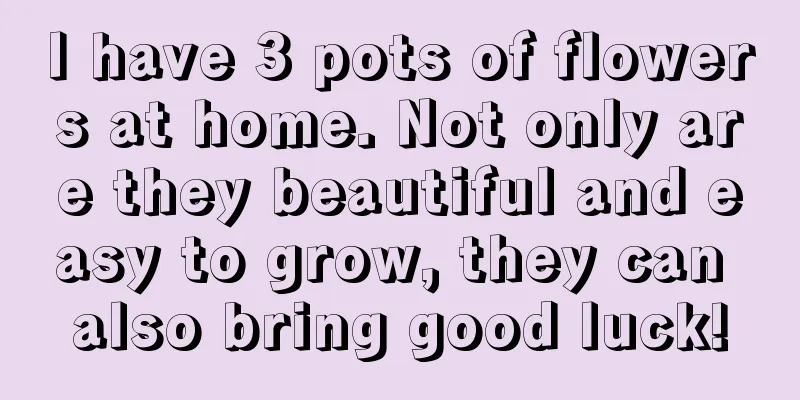 I have 3 pots of flowers at home. Not only are they beautiful and easy to grow, they can also bring good luck!