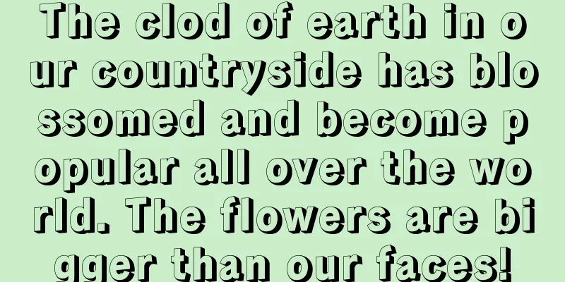 The clod of earth in our countryside has blossomed and become popular all over the world. The flowers are bigger than our faces!