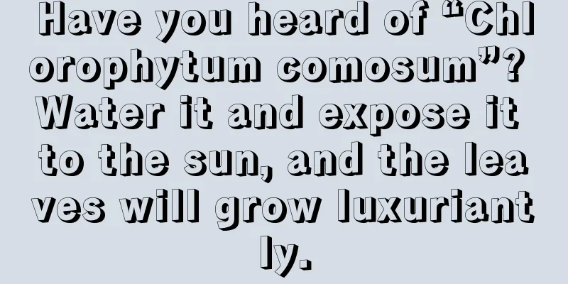 Have you heard of “Chlorophytum comosum”? Water it and expose it to the sun, and the leaves will grow luxuriantly.