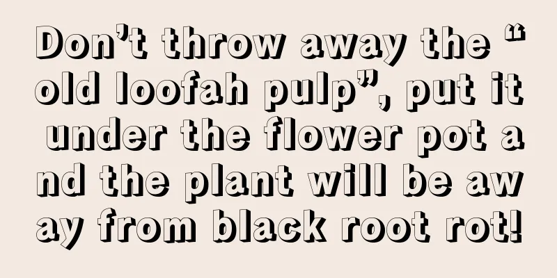 Don’t throw away the “old loofah pulp”, put it under the flower pot and the plant will be away from black root rot!