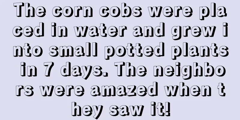 The corn cobs were placed in water and grew into small potted plants in 7 days. The neighbors were amazed when they saw it!