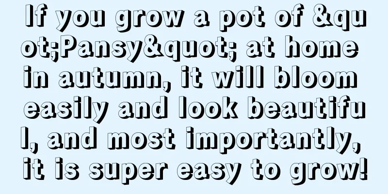 If you grow a pot of "Pansy" at home in autumn, it will bloom easily and look beautiful, and most importantly, it is super easy to grow!