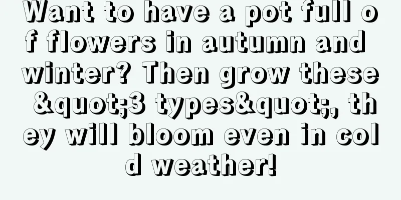 Want to have a pot full of flowers in autumn and winter? Then grow these "3 types", they will bloom even in cold weather!