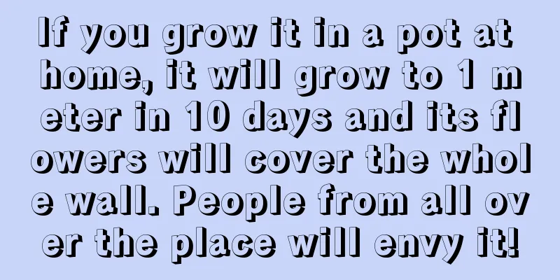 If you grow it in a pot at home, it will grow to 1 meter in 10 days and its flowers will cover the whole wall. People from all over the place will envy it!