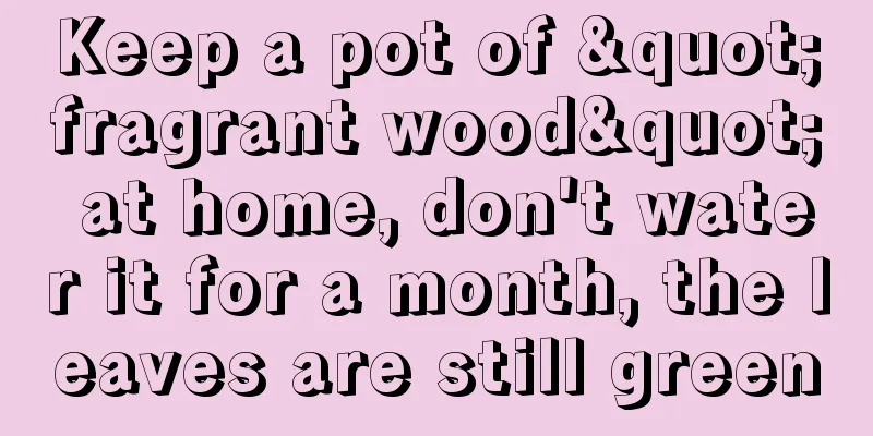 Keep a pot of "fragrant wood" at home, don't water it for a month, the leaves are still green