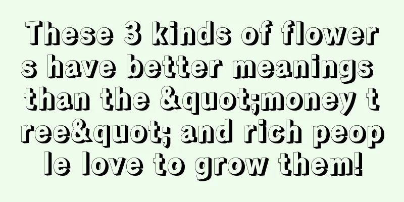 These 3 kinds of flowers have better meanings than the "money tree" and rich people love to grow them!