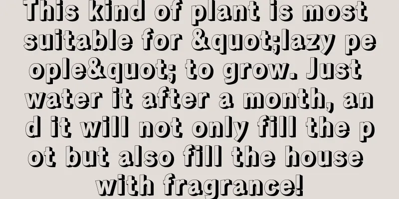 This kind of plant is most suitable for "lazy people" to grow. Just water it after a month, and it will not only fill the pot but also fill the house with fragrance!