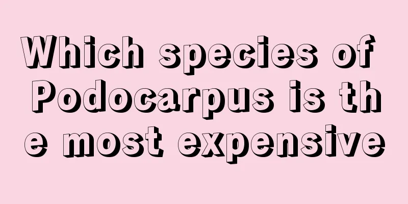 Which species of Podocarpus is the most expensive