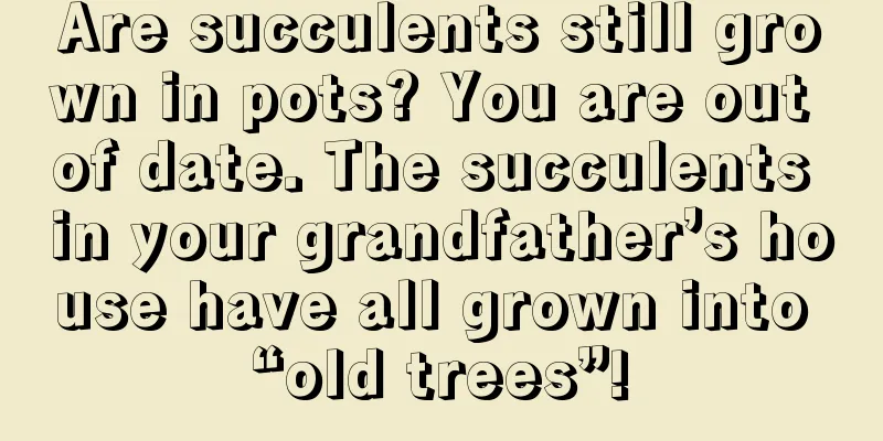 Are succulents still grown in pots? You are out of date. The succulents in your grandfather’s house have all grown into “old trees”!