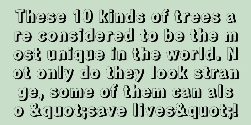 These 10 kinds of trees are considered to be the most unique in the world. Not only do they look strange, some of them can also "save lives"!