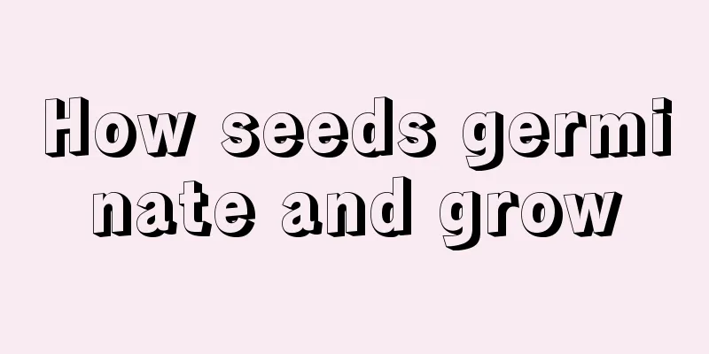 How seeds germinate and grow