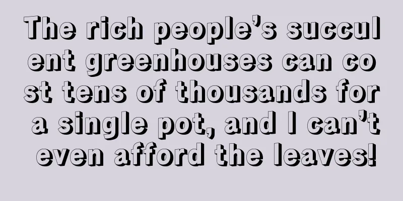 The rich people’s succulent greenhouses can cost tens of thousands for a single pot, and I can’t even afford the leaves!