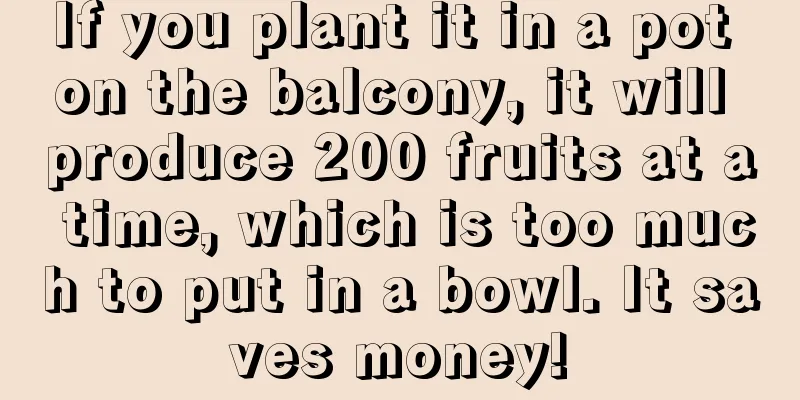 If you plant it in a pot on the balcony, it will produce 200 fruits at a time, which is too much to put in a bowl. It saves money!