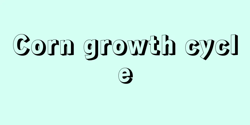 Corn growth cycle