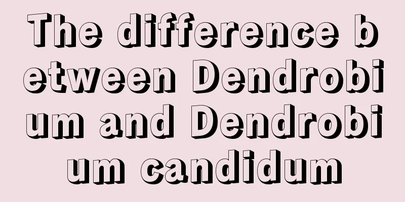 The difference between Dendrobium and Dendrobium candidum