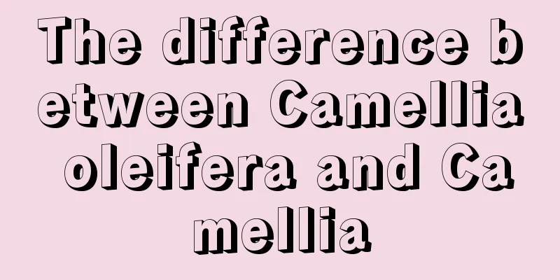 The difference between Camellia oleifera and Camellia