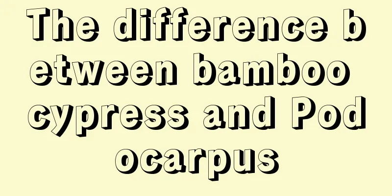 The difference between bamboo cypress and Podocarpus