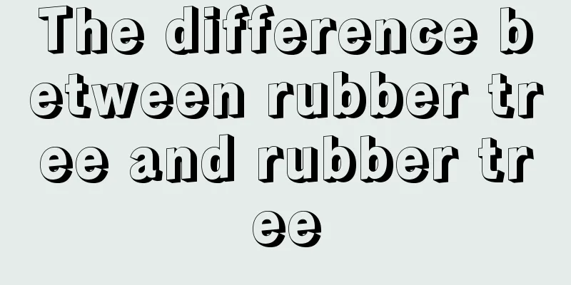 The difference between rubber tree and rubber tree